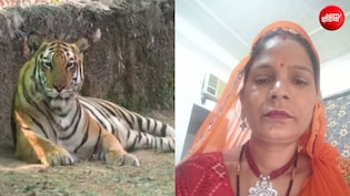 नाहरगढ़ में बाड़े में 6-7 महिलाएं काट रही थीं घास, अचानक आ गया बाघ, एक को दबोचा