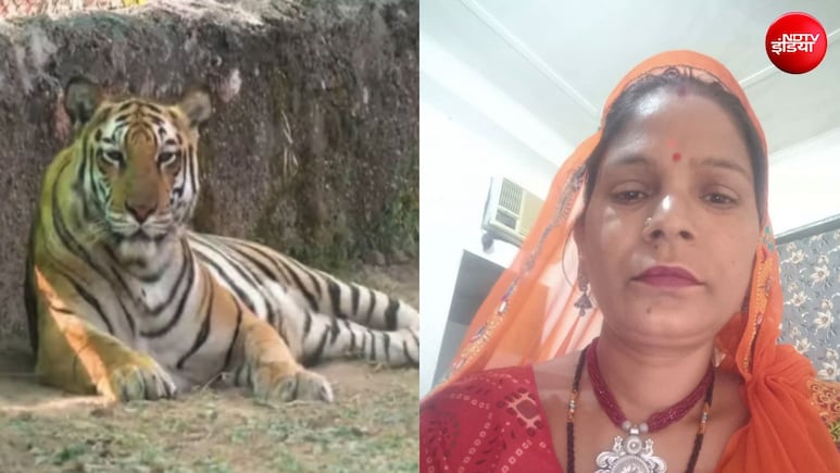 नाहरगढ़ में बाड़े में 6-7 महिलाएं काट रही थीं घास, अचानक आ गया बाघ, एक को दबोचा