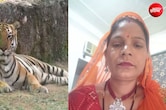 नाहरगढ़ में बाड़े में 6-7 महिलाएं काट रही थीं घास, अचानक आ गया बाघ, एक को दबोचा