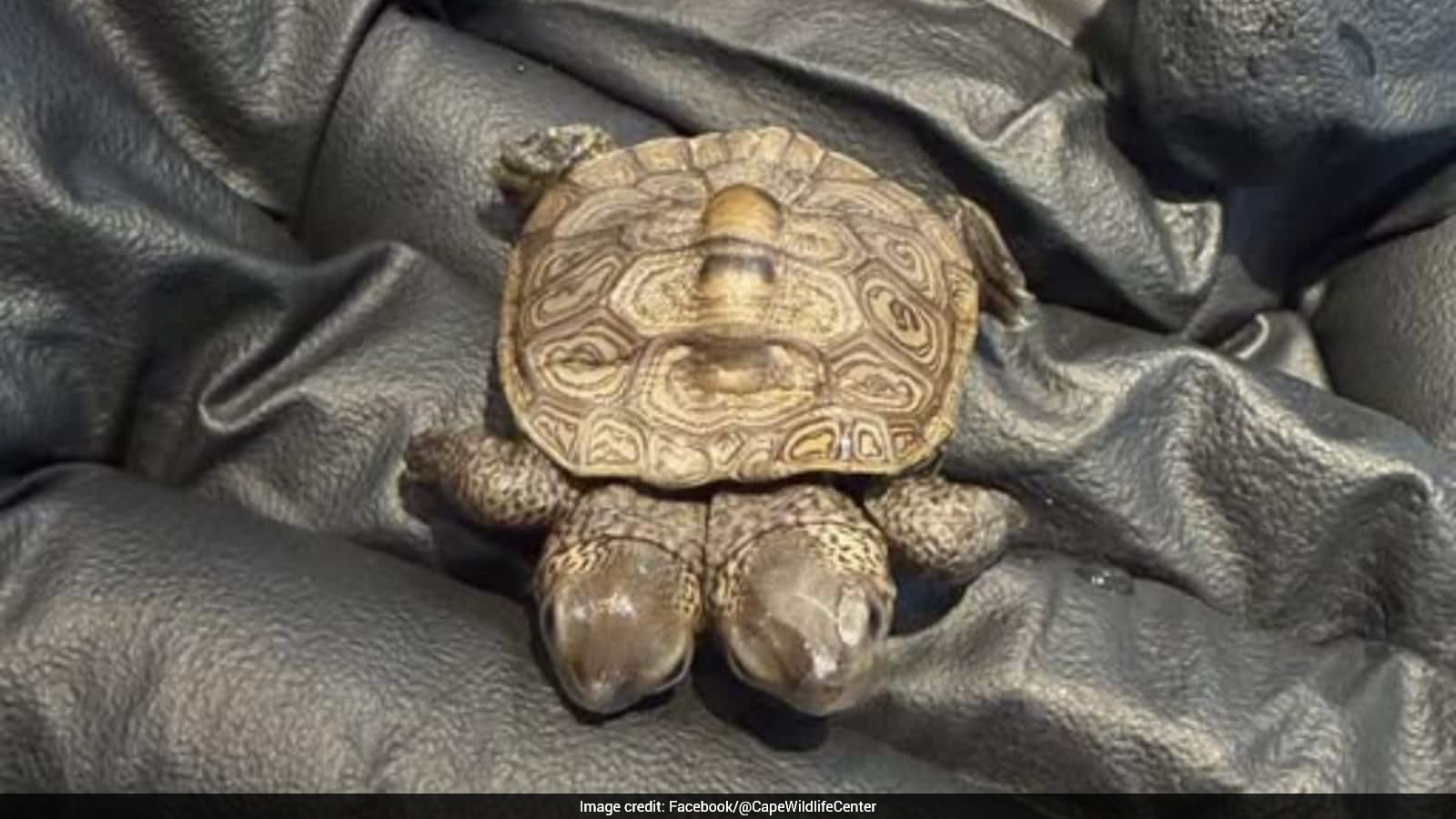 Two-Headed Baby Diamondback Turtle Found on Cape Cod