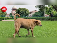 आवारा कुत्तों के मामले पर सुप्रीम कोर्ट में NHAI ने कहा- ये स्थानीय एजेंसियों का काम, हमें ₹7000 करोड़ का खर्च आएगा