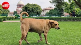 NHAI हाईवे बनाए या आवारा पशुओं के शेल्टर होम? 7 हजार करोड़ का खर्च,सुप्रीम कोर्ट पहुंचा मामला