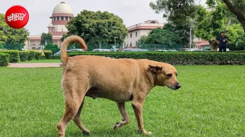 NHAI हाईवे बनाए या आवारा पशुओं के शेल्टर होम? 7 हजार करोड़ का खर्च,सुप्रीम कोर्ट पहुंचा मामला