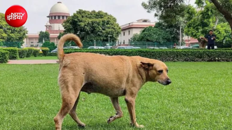 NHAI हाईवे बनाए या आवारा पशुओं के शेल्टर होम? 7 हजार करोड़ का खर्च,सुप्रीम कोर्ट पहुंचा मामला