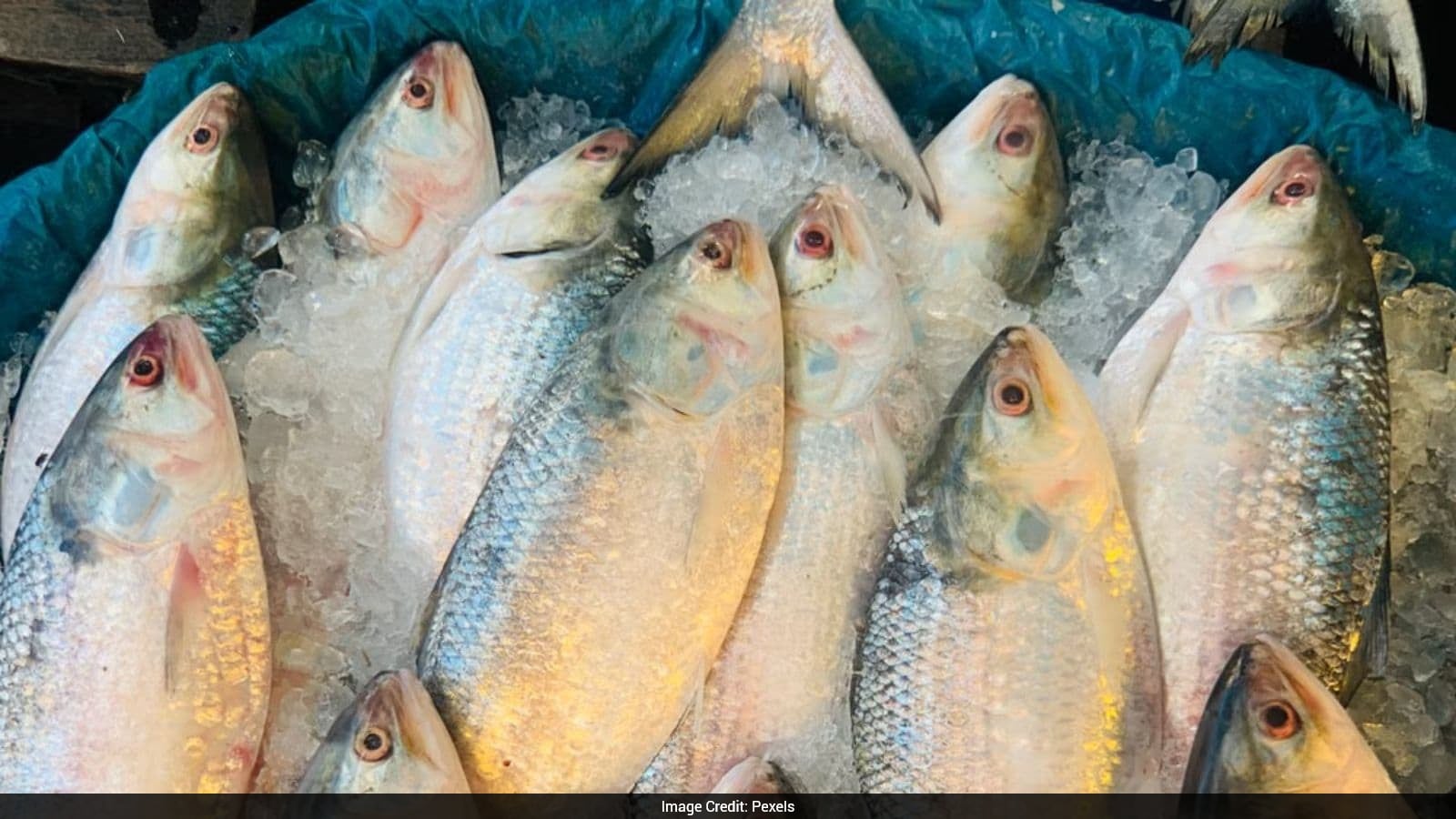 Hilsa Breeding Grounds Shift From Bengal To Gujarat