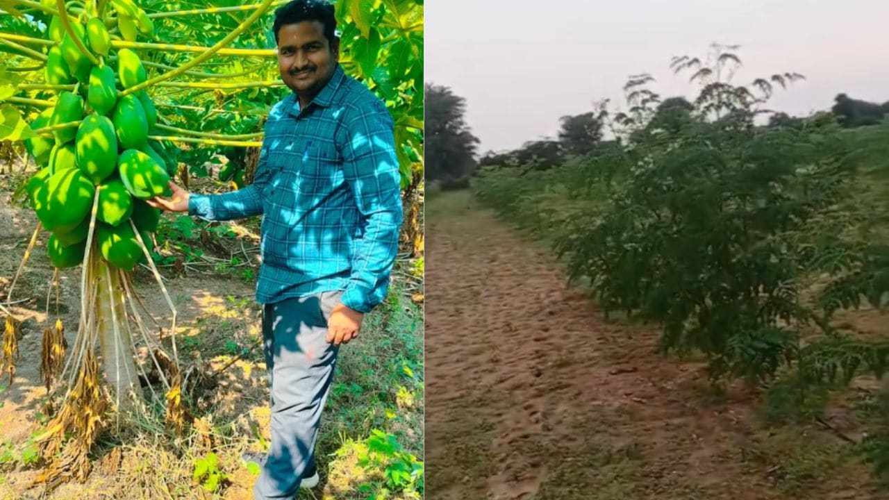 Maharashtra Man Quit Corporate Life In The US, Built A Rs 36 Lakh Moringa Farming Business