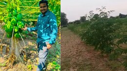 Maharashtra Man Quit Corporate Life In The US, Built A Rs 36 Lakh Moringa Farming Business