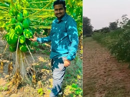 Maharashtra Man Quit Corporate Life In The US, Built A Rs 36 Lakh Moringa Farming Business