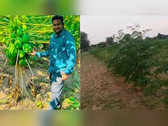Maharashtra Man Quit Corporate Life In The US, Built A Rs 36 Lakh Moringa Farming Business