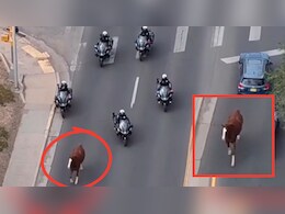 अमेरिका में घोड़े ने मचाया उत्पात, परेड से पहले हुआ &lsquo;आजाद&rsquo;, बाइक पर पीछा करती पुलिस को भी गिराया- VIDEO वायरल