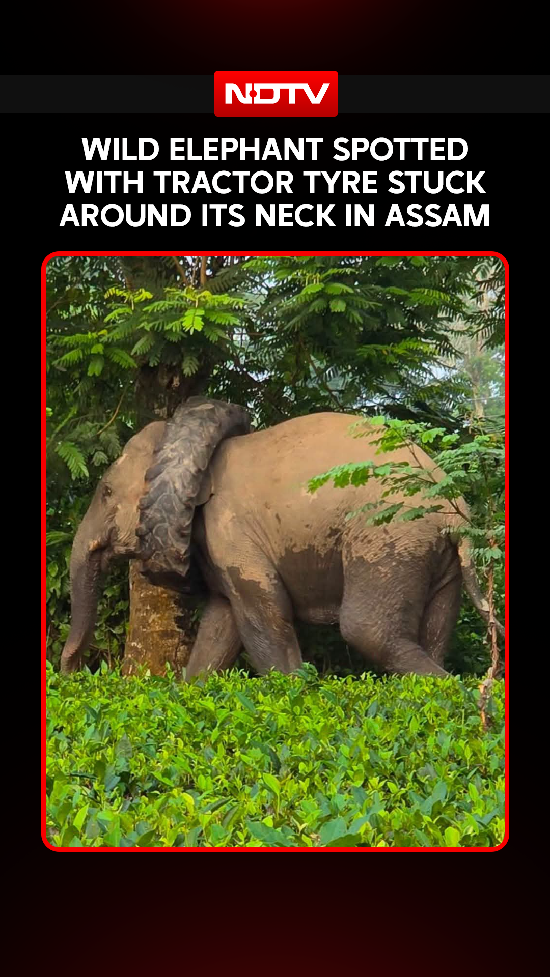 Viral Video | Wild Elephant Spotted With Tractor Tyre Stuck Around Its Neck In Assam