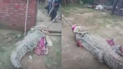 घर में घुसा 8 फीट का मगरमच्छ, लोगों की सिट्टी-पिट्टी गोल, मुंह पर कपड़ा डाल पकड़ने में 3 घंटे, देखें VIDEO
