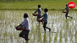 मध्य पूर्व युद्ध से गहराया नया संकट, सल्फर की कीमत दोगुनी; किसानों को रबी सीजन में महंगी खाद मिलेगी?&nbsp;