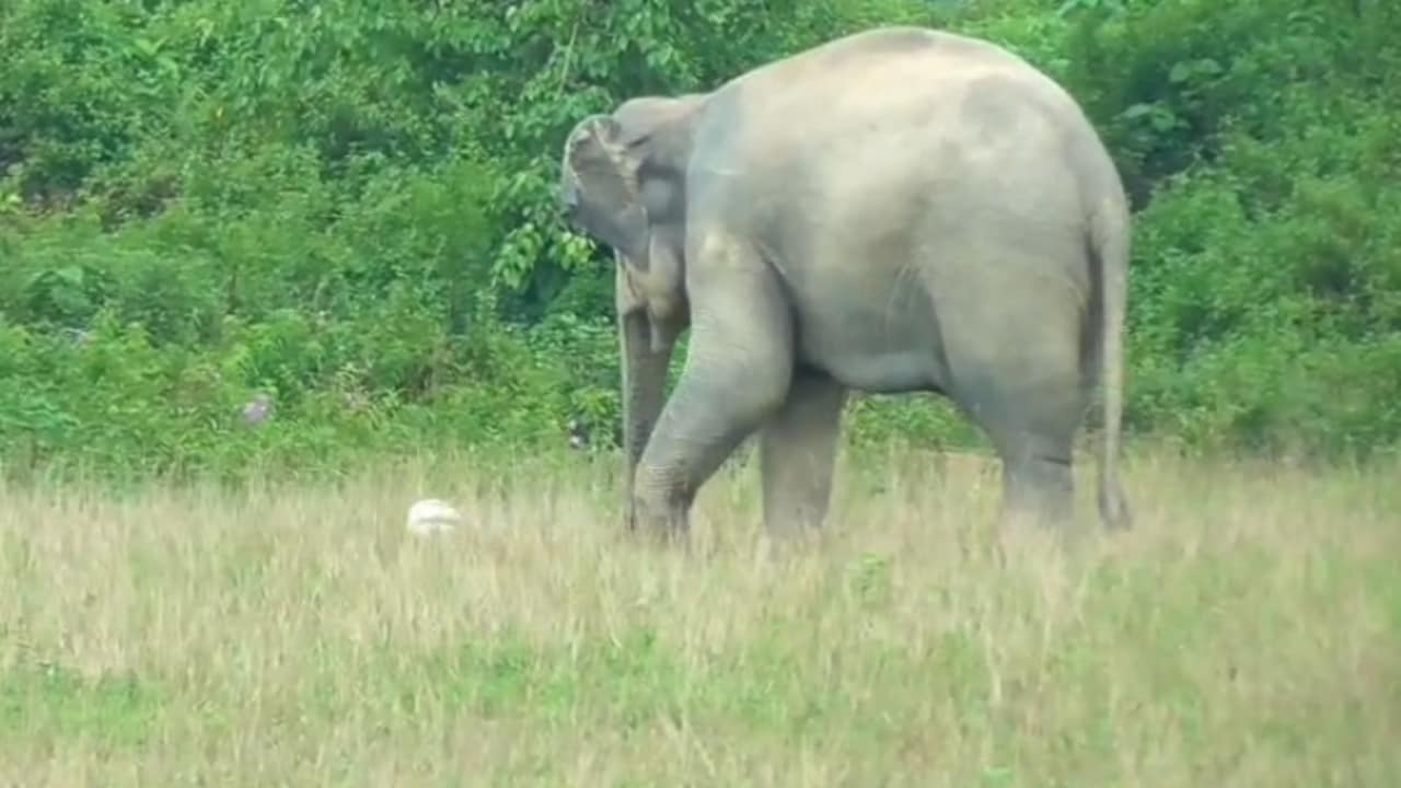 जंगल छोड़ मैदान में फुटबॉल खेलने पहुंचे गजराज, किक मारने का अद्भुत VIDEO हुआ वायरल