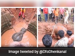 Heartwarming Rescue In Odisha As Forest Officials, Villagers Team Up To Save Elephant Calf From Well