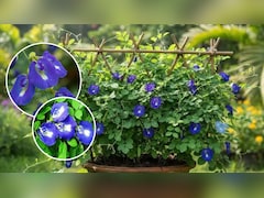 Gardening Tips: अपराजिता में भर-भरकर फूल चाहिए तो ऐसे करें पौधे की देखभाल, जानिए आसान तरीका