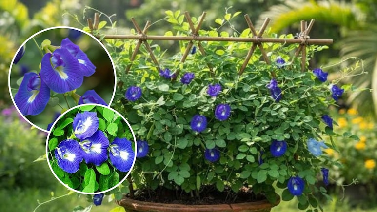 Gardening Tips: अपराजिता में भर-भरकर फूल चाहिए तो ऐसे करें पौधे की देखभाल, जानिए आसान तरीका