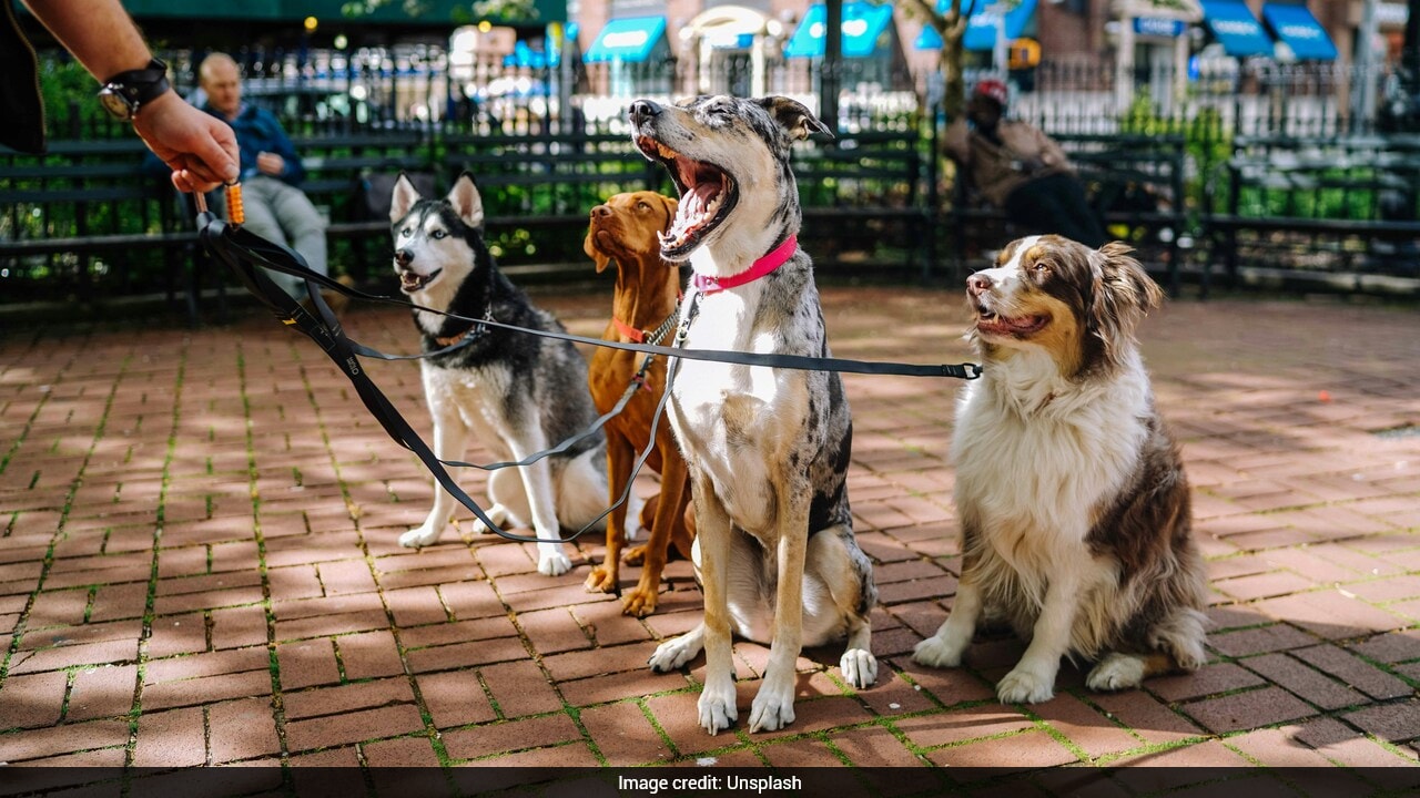30-Year-Old Quits Law Career To Walk Dogs, Now Earns Around Rs 50,000 Per Day