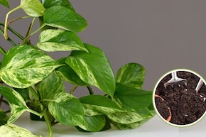 Money Plant की पत्तियों को बड़ा और चमकदार कैसे बनाएं? गार्डिंग एक्सपर्ट ने बताया मनी प्लांट में क्या डालना चाहिए