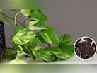 Money Plant की पत्तियों को बड़ा और चमकदार कैसे बनाएं? एक्सपर्ट ने बताया मनी प्लांट में क्या डालना चाहिए