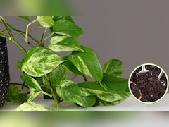 Money Plant की पत्तियों को बड़ा और चमकदार कैसे बनाएं? गार्डिंग एक्सपर्ट ने बताया मनी प्लांट में क्या डालना चाहिए