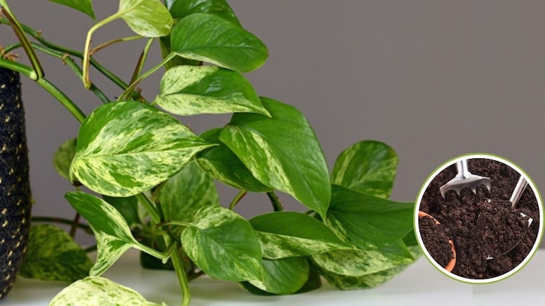 Money Plant की पत्तियों को बड़ा और चमकदार कैसे बनाएं? गार्डिंग एक्सपर्ट ने बताया मनी प्लांट में क्या डालना चाहिए