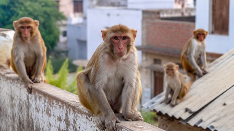 बंदर सबसे ज्यादा किस चीज से डरते हैं? जानिए बंदर को भगाने वाली लाइट क्या है और कुछ घरेलू उपाय