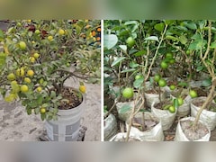 छोटे गमले में नींबू का पौधा कैसे उगाएं? जानिए नींबू के पौधे में क्या डालने से जल्दी बड़ा होता है और लगाने का आसान तरीका