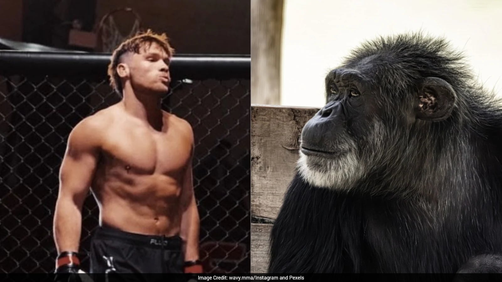 MMA Fighter To Face Chimpanzee In One-On-One Fight On 9/11: Report