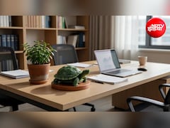 Feng Shui Turtle: ऑफिस में उत्तर दिशा में रखें फेंगशुई कछुआ, करियर से बिजनेस तक मिलेगी तरक्की