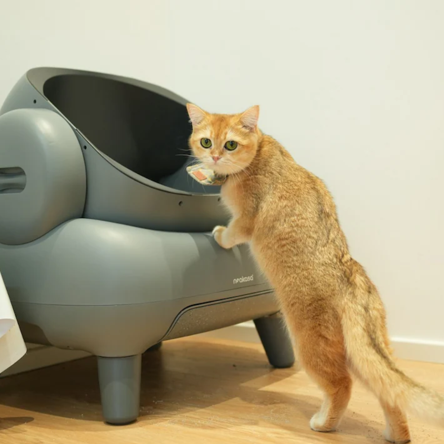 5 Automatic Cat Litter Boxes That Every Pet Parent Needs