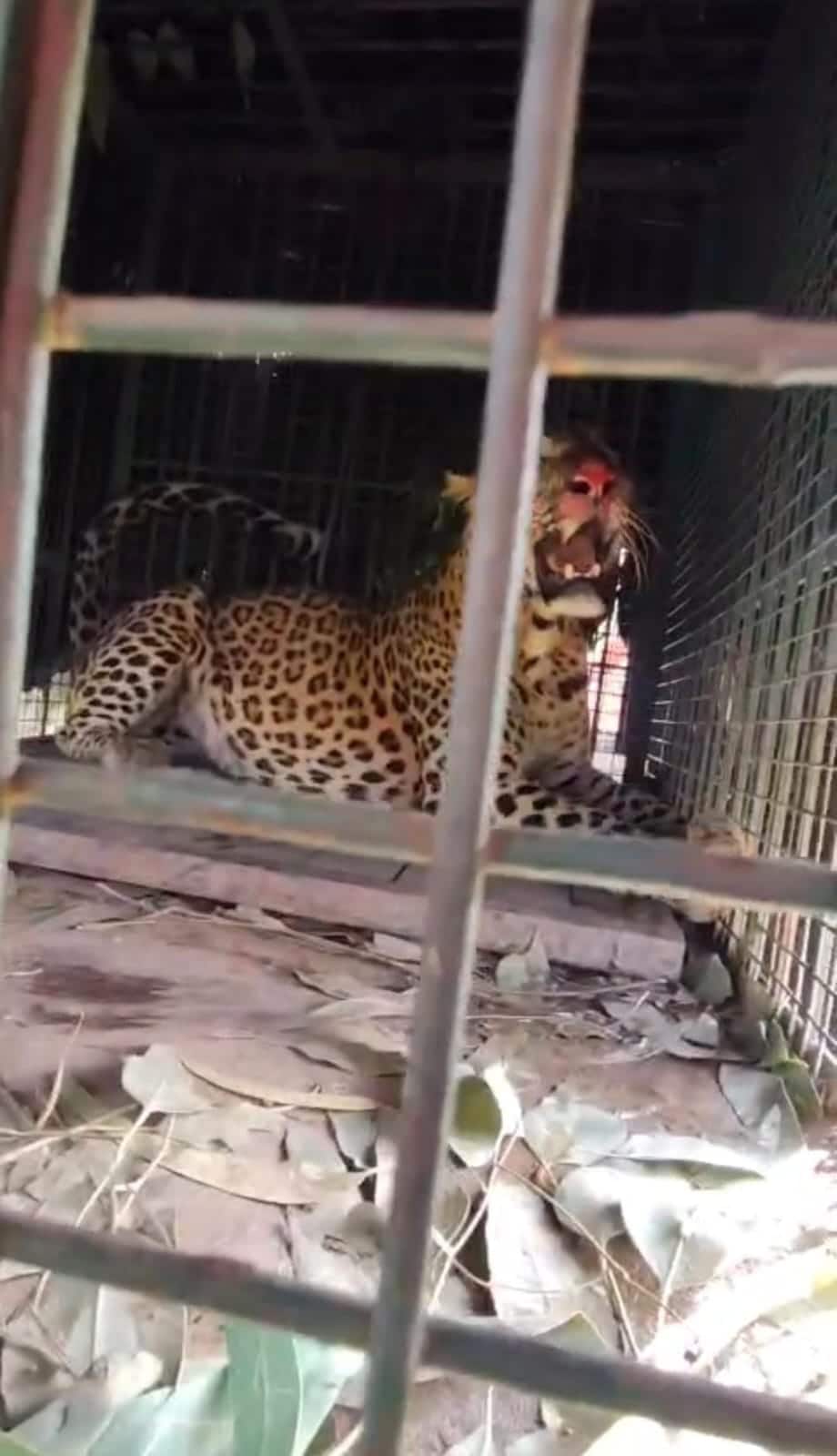 Moradabad Leopard: पिजड़े में कैद तेंदुआ Moradabad Leopard: पिजड़े में कैद तेंदुआ