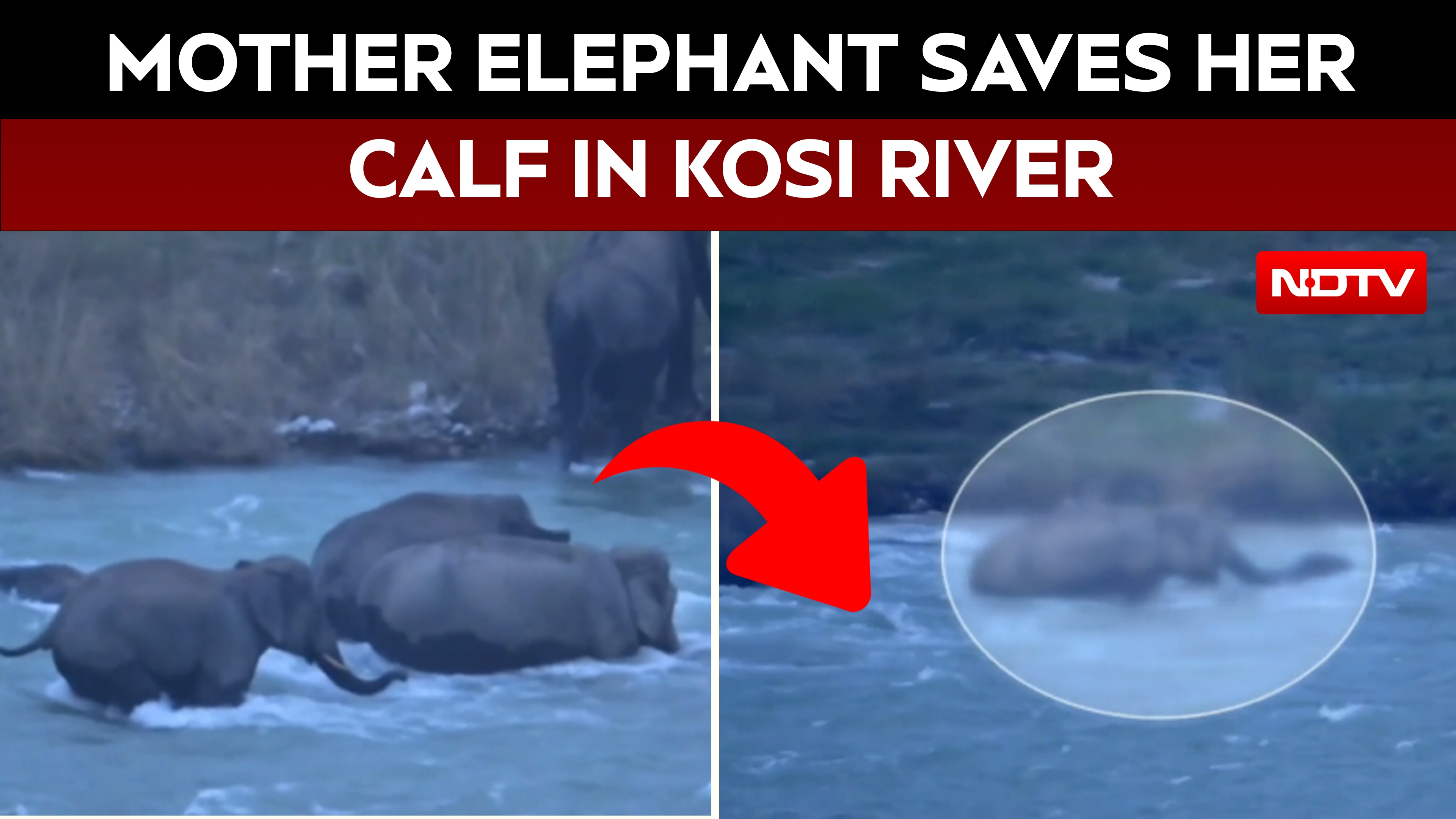 Mother Elephant Rescues Month-old Calf From Strong Currents Of Kosi River, Moment Caught On Camera