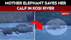 Mother Elephant Rescues Month-old Calf From Strong Currents Of Kosi River, Moment Caught On Camera