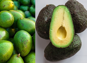 Is Hass Creamier Than Indian Avocado? Taste, Texture, And More Explained