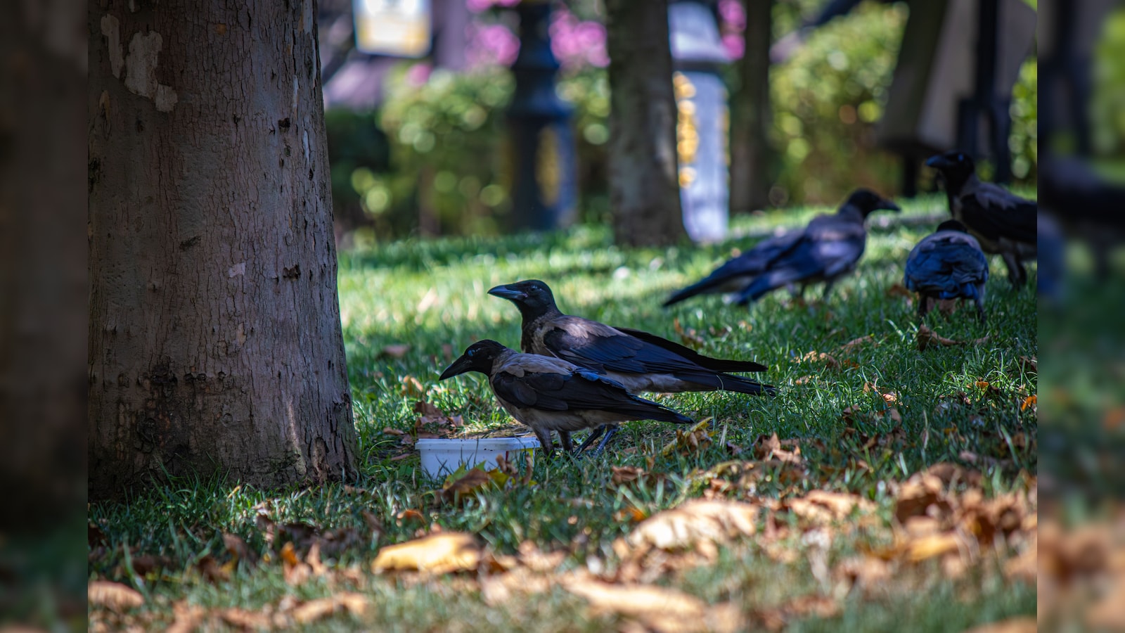 'Junkie' Crows In Canadian City Administered With Naloxone After Suspected Drug Overdoses
