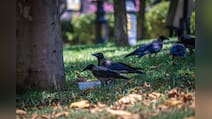 Crows In Canadian City Administered With Naloxone After Drug Overdoses