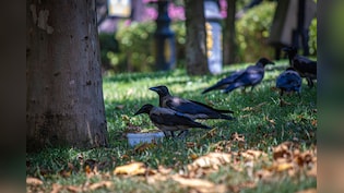 'Junkie' Crows In Canadian City Administered With Naloxone After Suspected Drug Overdoses