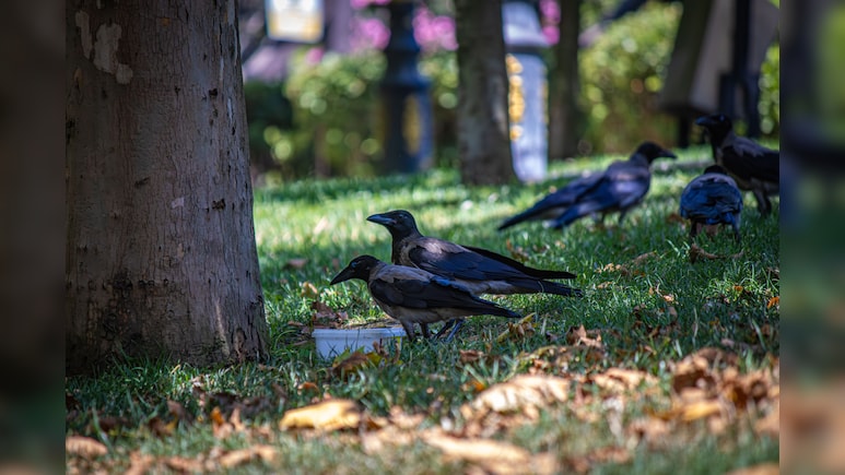 'Junkie' Crows In Canadian City Administered With Naloxone After Suspected Drug Overdoses