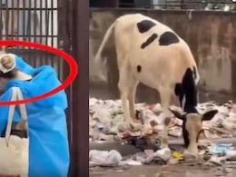 Foreign Tourists Allegedly Photograph Jaipur's Roadside Garbage, Sparks Criticism