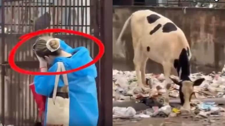 Foreign Tourists Allegedly Photograph Jaipur's Roadside Garbage, Sparks Criticism
