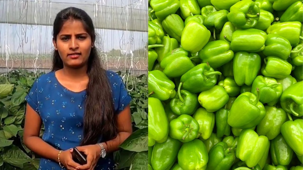 MBA Graduate Left Her Corporate Job To Start Capsicum Farming, Now Earns Rs 4 Crore