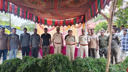 Man, Son Arrested After Rs 1.5 Crore Cannabis Crop Found In Telangana Farm