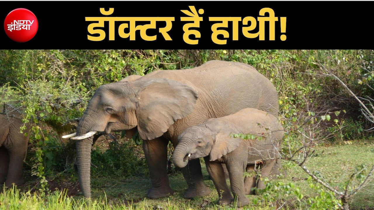 हाथी खुद है अपना डॉक्टर! नई रिसर्च में पता चला हमारी उम्मीद से भी ज्यादा चतुर है गजराज