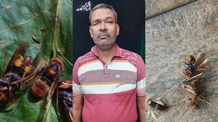 गिरिडीह में जंगली ततैया ने 200 से ज्यादा लोगों को काटा, 25 दिन में 5 की मौत, बिरनी कैसे भगाएं?