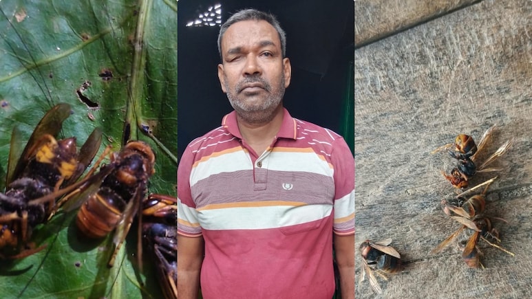 गिरिडीह में जंगली ततैया ने 200 से ज्यादा लोगों को काटा, 25 दिन में 5 की मौत, बिरनी कैसे भगाएं?