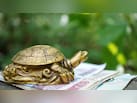 Feng Shui Tortoise: घर में फेंगशुई कछुआ रखते हैं तो दिख सकते हैं ये 3 शुभ संकेत, जानें सही दिशा और नियम