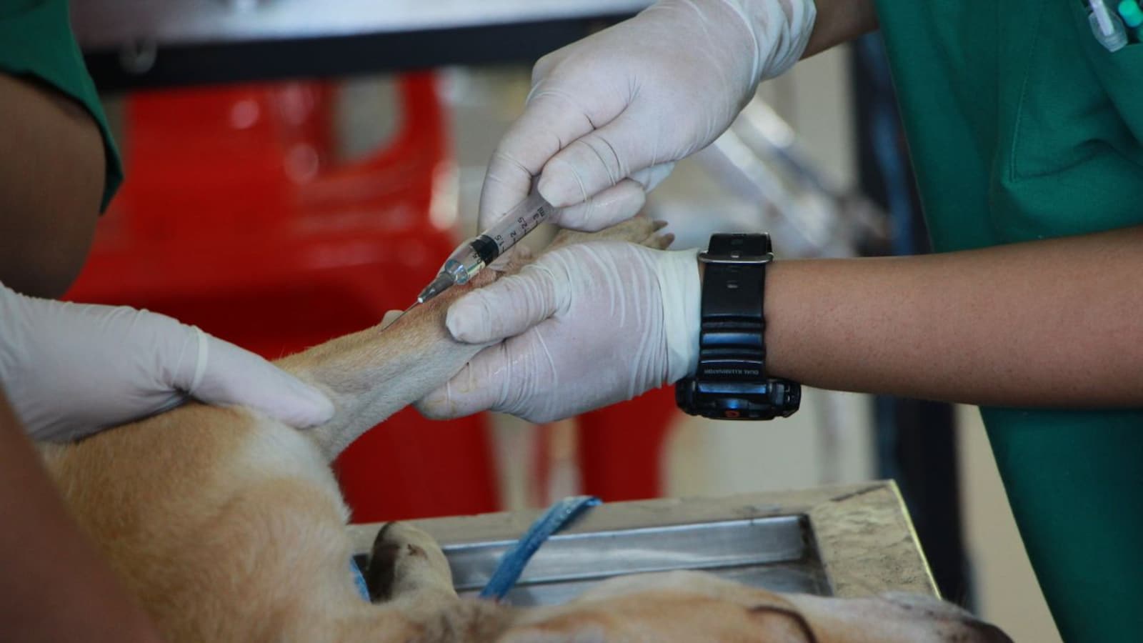 Rabies Prevention Requires Immediate Action After Animal Exposures