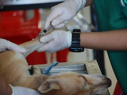 Rabies Gives No Second Chance, But It Can Be Prevented