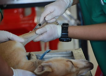 Rabies Gives No Second Chance, But It Can Be Prevented
